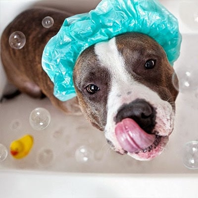 Higiene y salud para mascotas